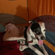 Illustration for article titled Tent dog!